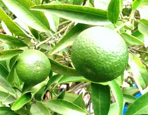 Orangen am Baum grün